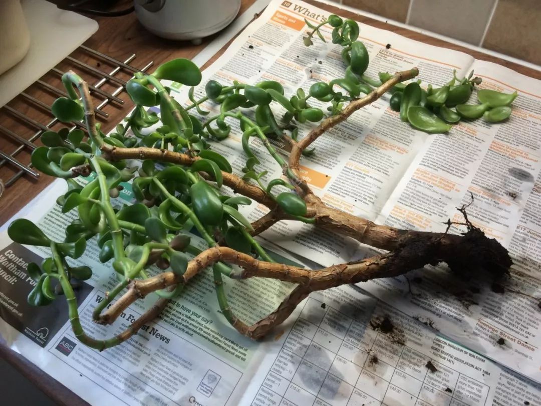 浇水过多死的植物,最容易浇死的6种花