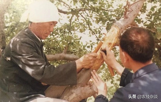 苹果腐烂病或根腐病怎么治,苹果干腐病最佳防治方法