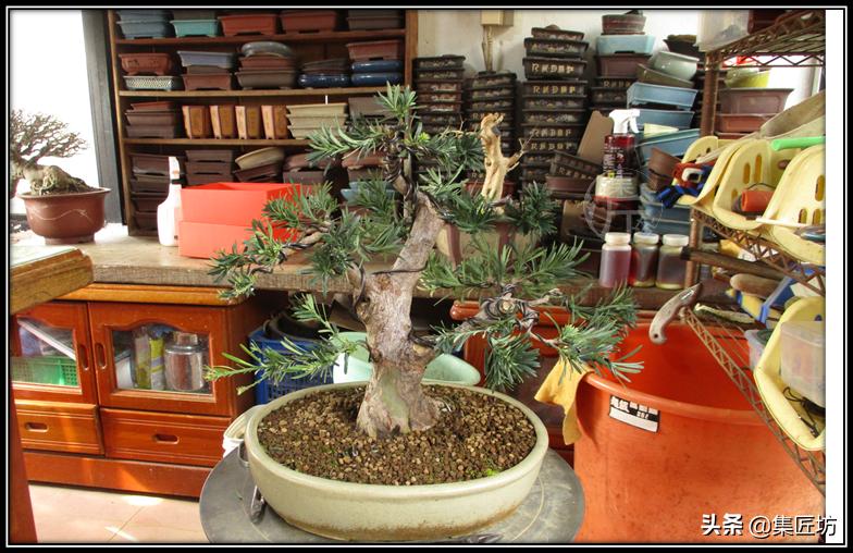 雀舌罗汉松小盆景造型,雀舌罗汉松造型制作视频