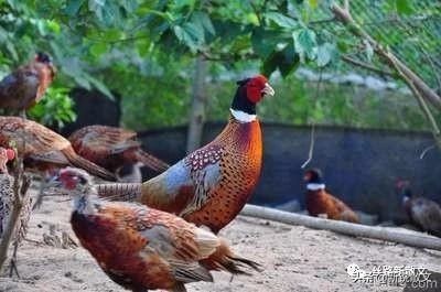 玩家老卢训练山鸡当“诱子”，谁劝都不肯放弃，直到堂弟出面