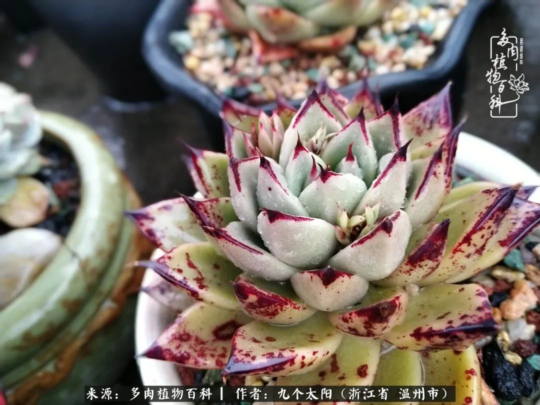 景天、球和龙舌兰，只要是多肉，都喜爱