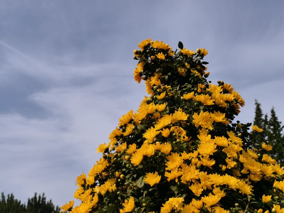 沈阳铁西区上空轰鸣声,沈阳早上听到轰鸣声