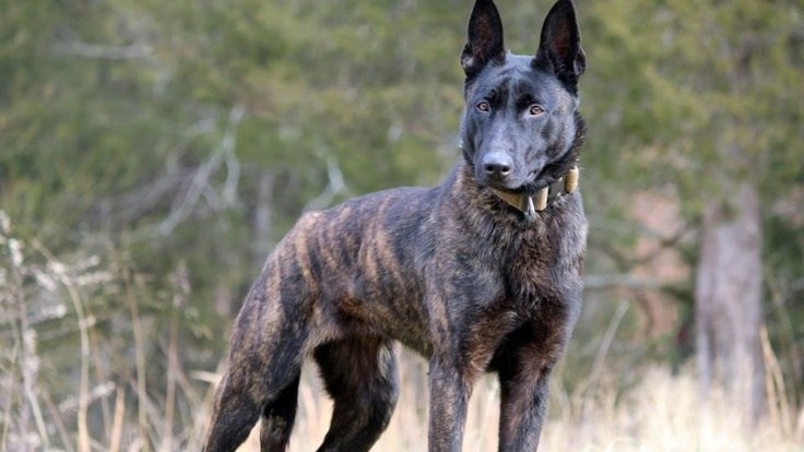 哪些狗既可爱又推荐新手养,新手铲屎官适合养什么狗狗