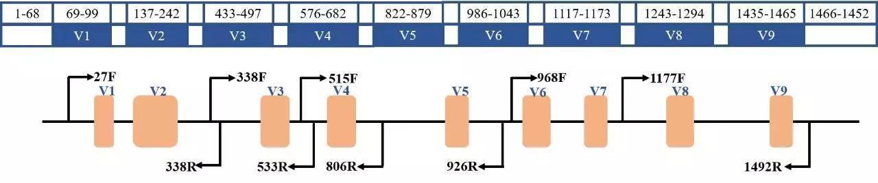 肠道菌群宏基因组,肠道微生物宏基因组检测有必要吗