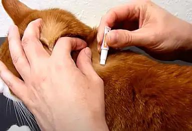 驱虫药需要全身滴吗,为什么驱虫药可以有效驱虫3个月