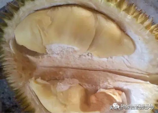 马来西亚榴莲品种大全,马来西亚d14榴莲是什么品种