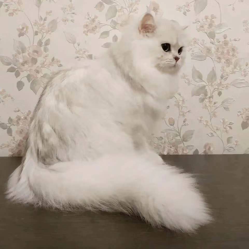 猫咪口炎到处流口水治不好,猫猫口炎流口水