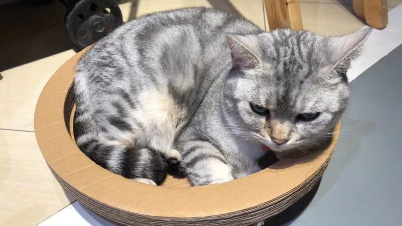 猫咪咖啡馆哪个最好,北京有名的猫咪咖啡馆