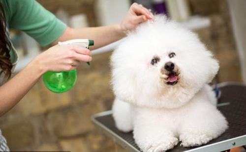 比熊犬体重15斤正常吗,比熊成犬一般体温多少