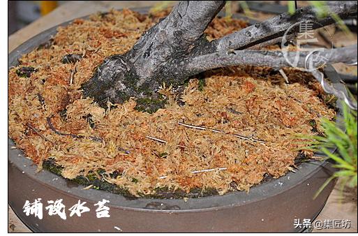 夏季盆景管理技巧,五根松盆景平常如何养护