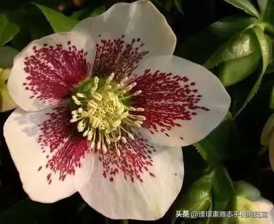 各种花的花语文案,花的花语100种