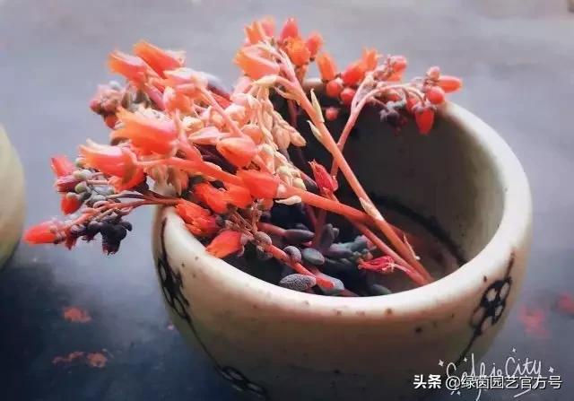 多肉开花怎么办呢,多肉开花的原因和解决方法