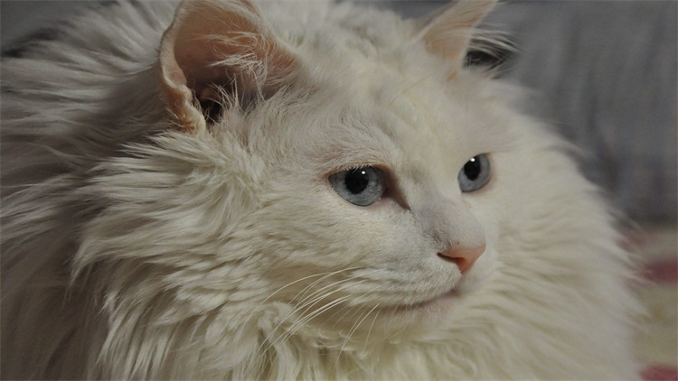 养猫扰民怎么投诉,想养猫但是猫扰民怎么办