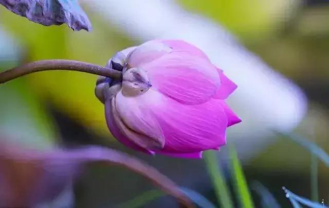平安是最好的祝福,平安是最好的礼物