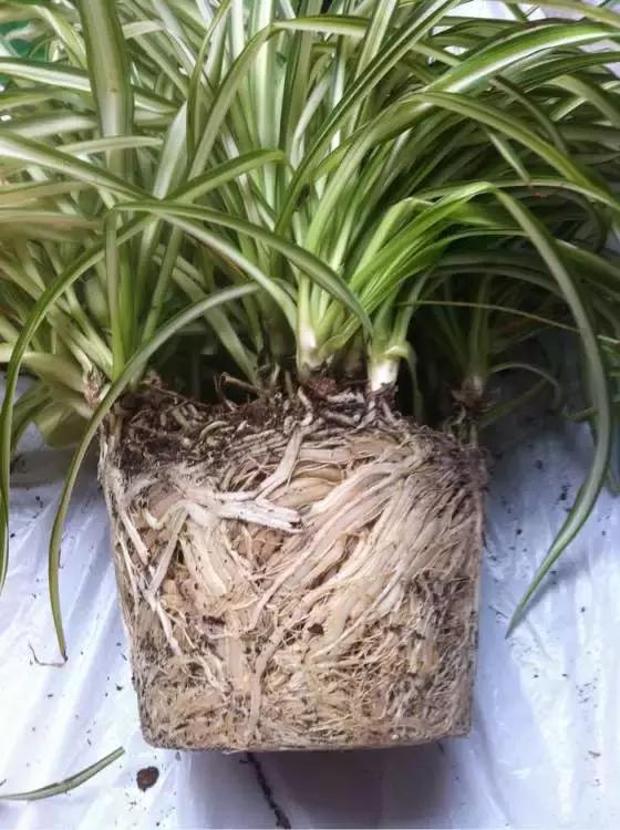 绿萝吊兰爱“吃土”,2年盆土“吃光光”,说啥也要换土!