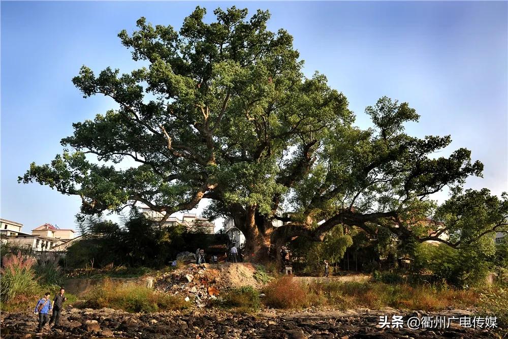 现存最老的古香榧树,大山里的原生态千年香榧树