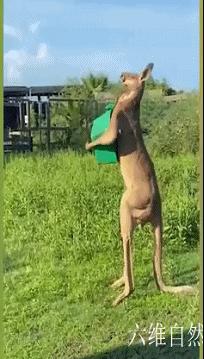 世界上最有肌肉力量的袋鼠,世界上最强壮的一只袋鼠