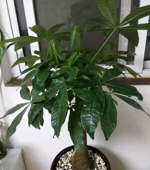 养花的盆要不要戳些洞,养花小知识小技巧大全图解