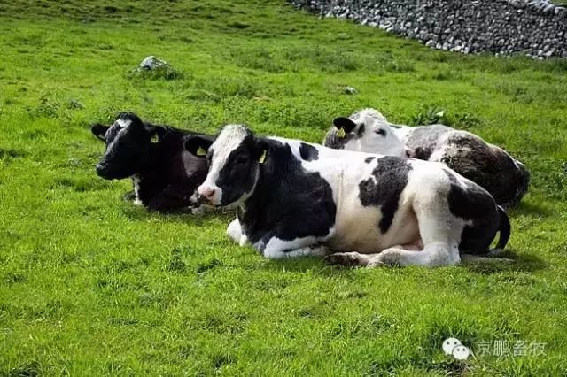 选择奶牛注意事项,提高奶牛舒适度的管理技巧