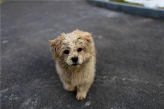 狗狗乱叫怎么教狗狗安静,狗狗乱叫怎么训练边牧