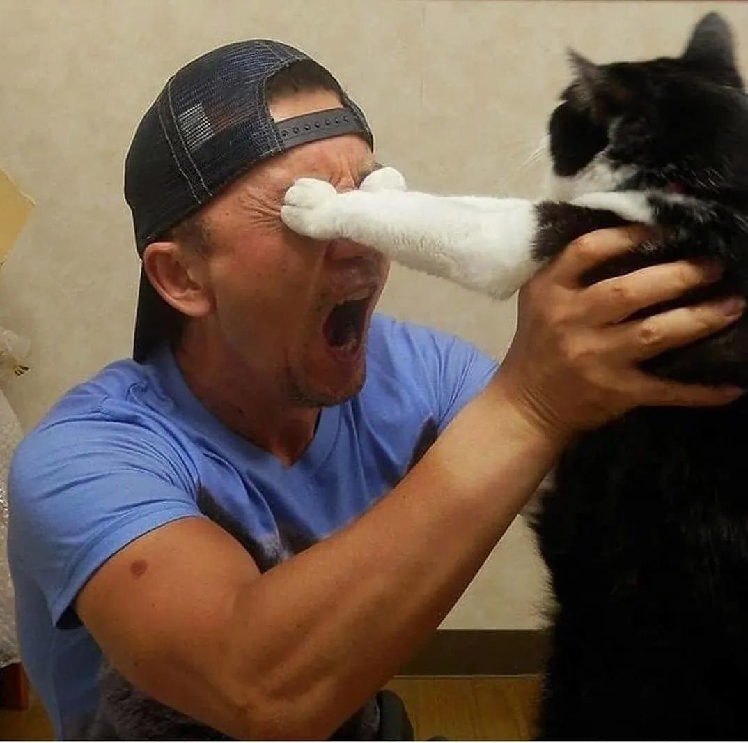 卑微的两脚兽，欢迎来到喵星人的世界