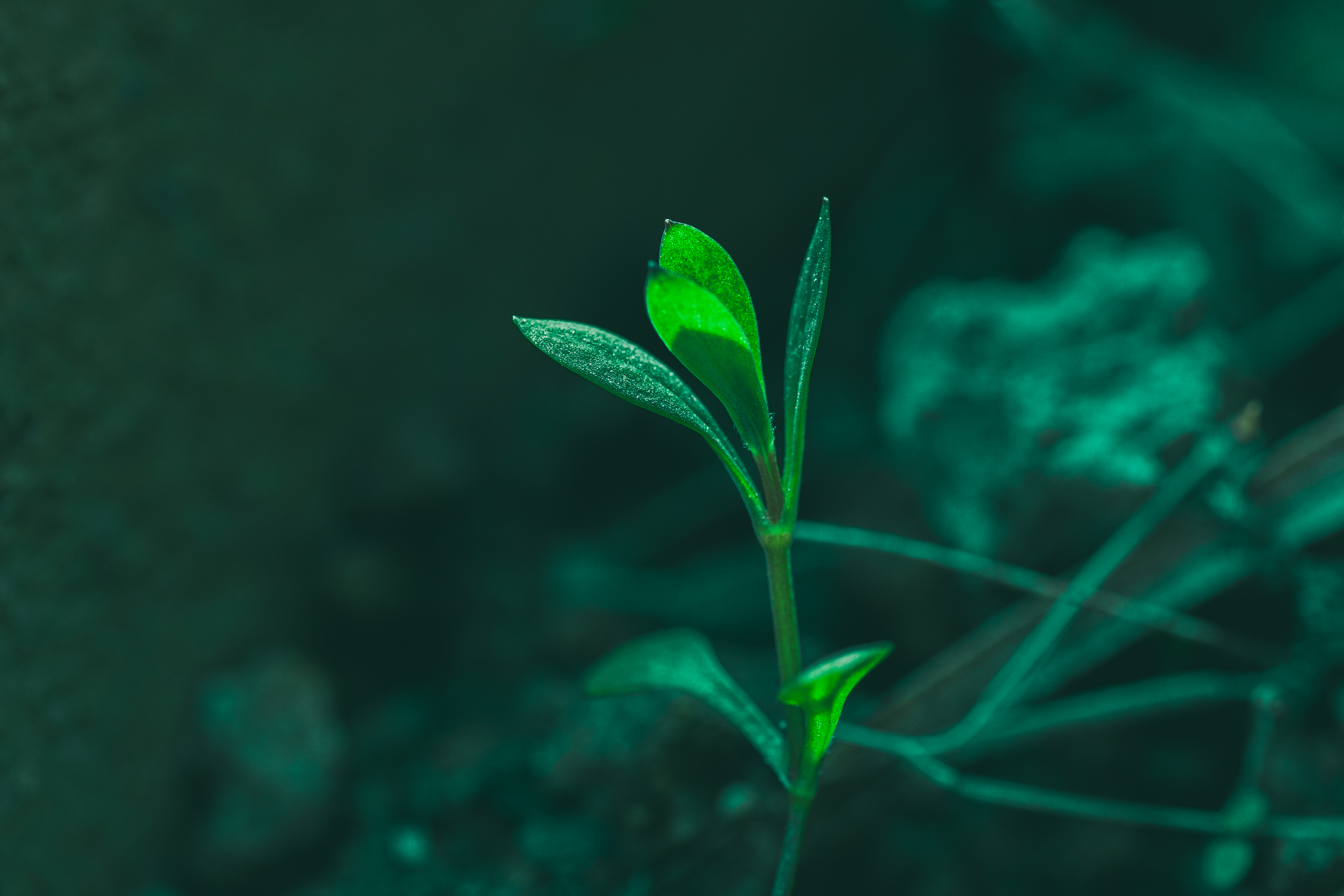 p图好用的手机app,苹果手机常用的app推荐