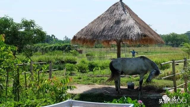 清迈攻略介绍,清迈攻略最全