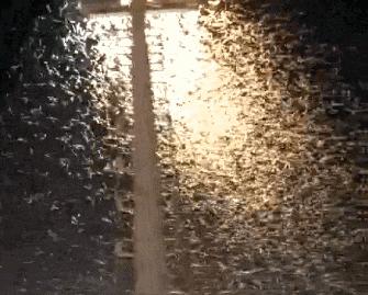 大水蚁进屋能活多久,大水蚁入侵房子