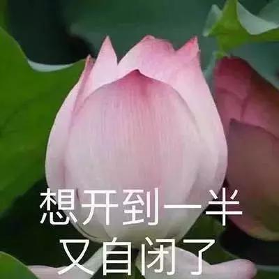 养狗条例晚上能小区遛狗吗,最严养狗令最新消息