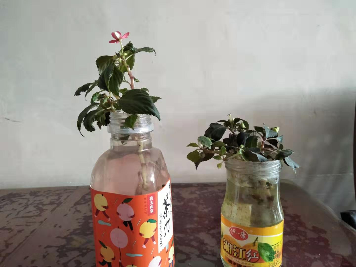 水梅花掉叶掉花怎么办,水梅花老是黄叶落花苞什么原因