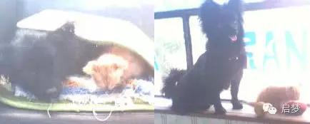 宠物去世你还会再养一只吗,狗狗病死还想再养一只