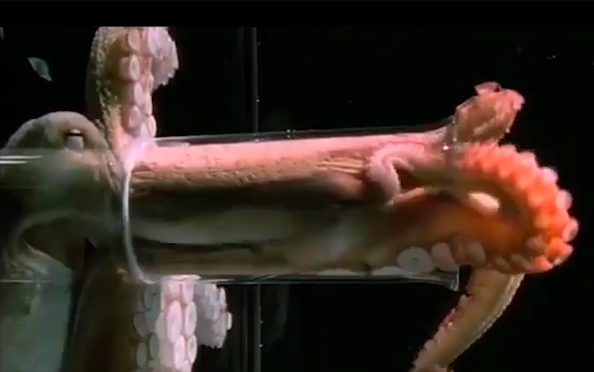 科学家推测章鱼是外星物种,誉为地球上最像外星人的生物章鱼