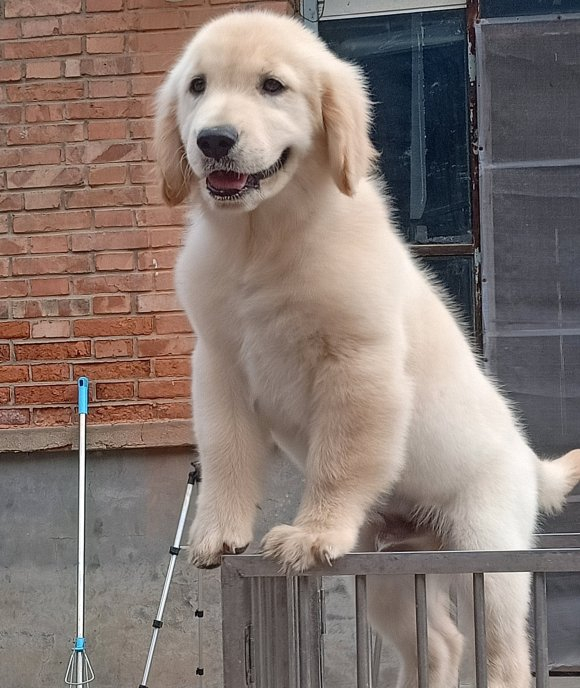 在家洗金毛,在家金毛狗洗澡