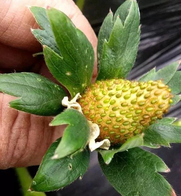 草莓叶子发黄边缘干枯补救方法,草莓心叶子萎蔫怎么办