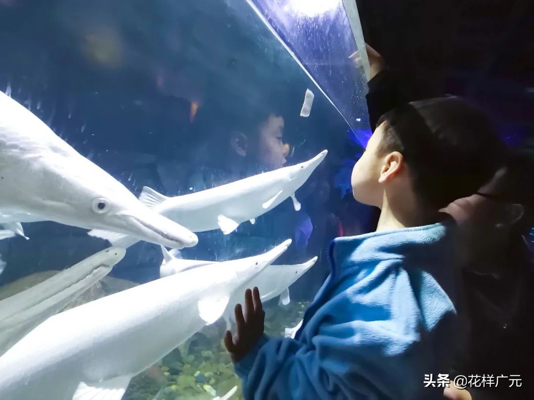 世界十大最凶猛淡水鱼之鳄雀鳝,海洋大揭秘之鱼类大科普海鳝