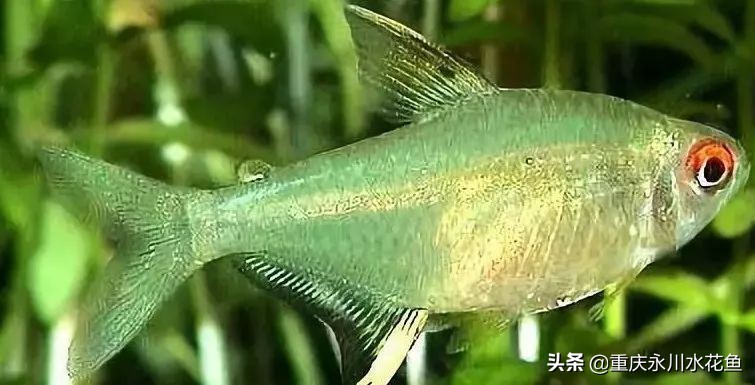 十大最好看的观赏鱼,观赏鱼100种形态