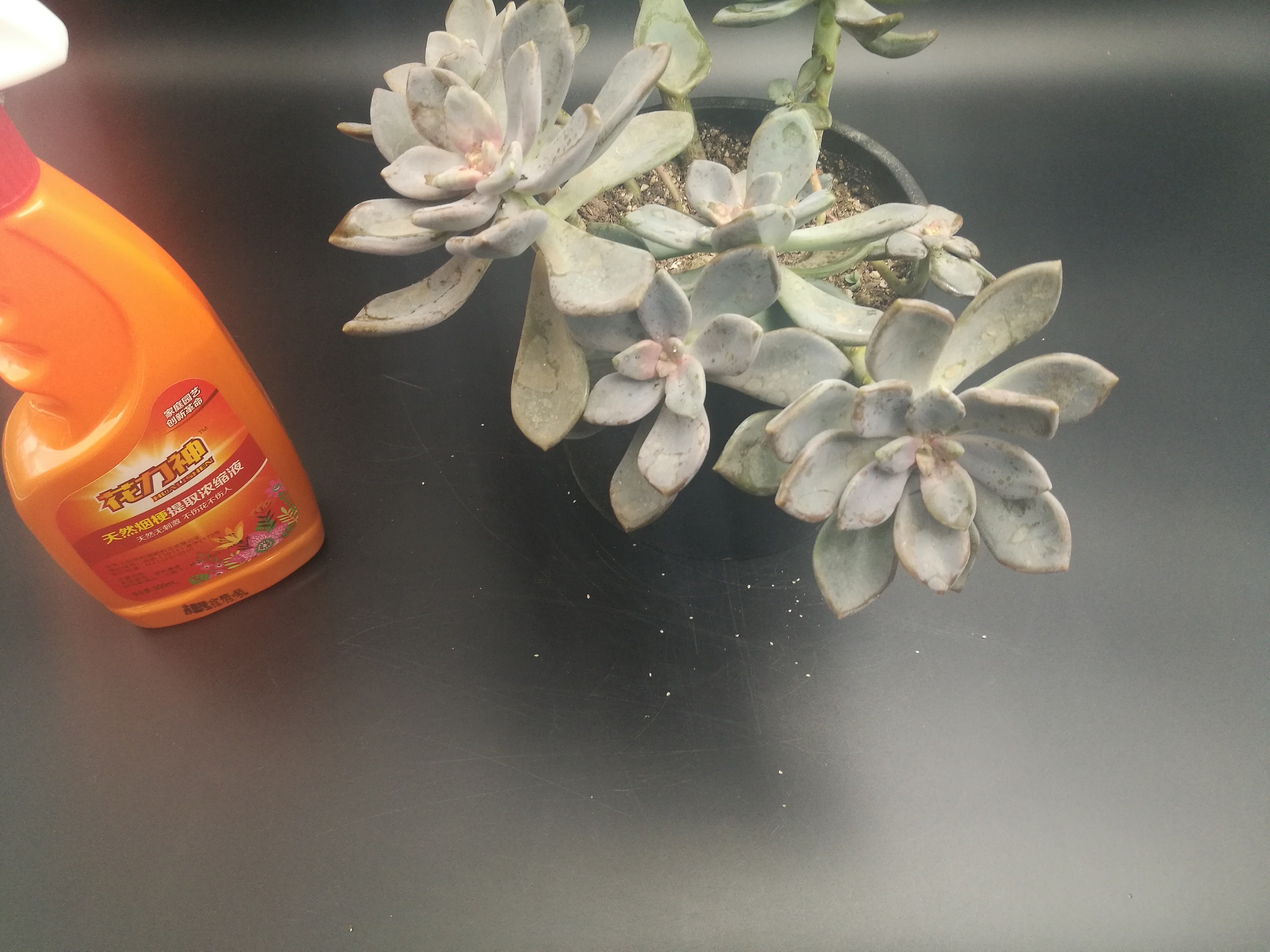 盆栽里出现大量蚧壳虫,花卉蚧壳虫怎么治最简单的方法