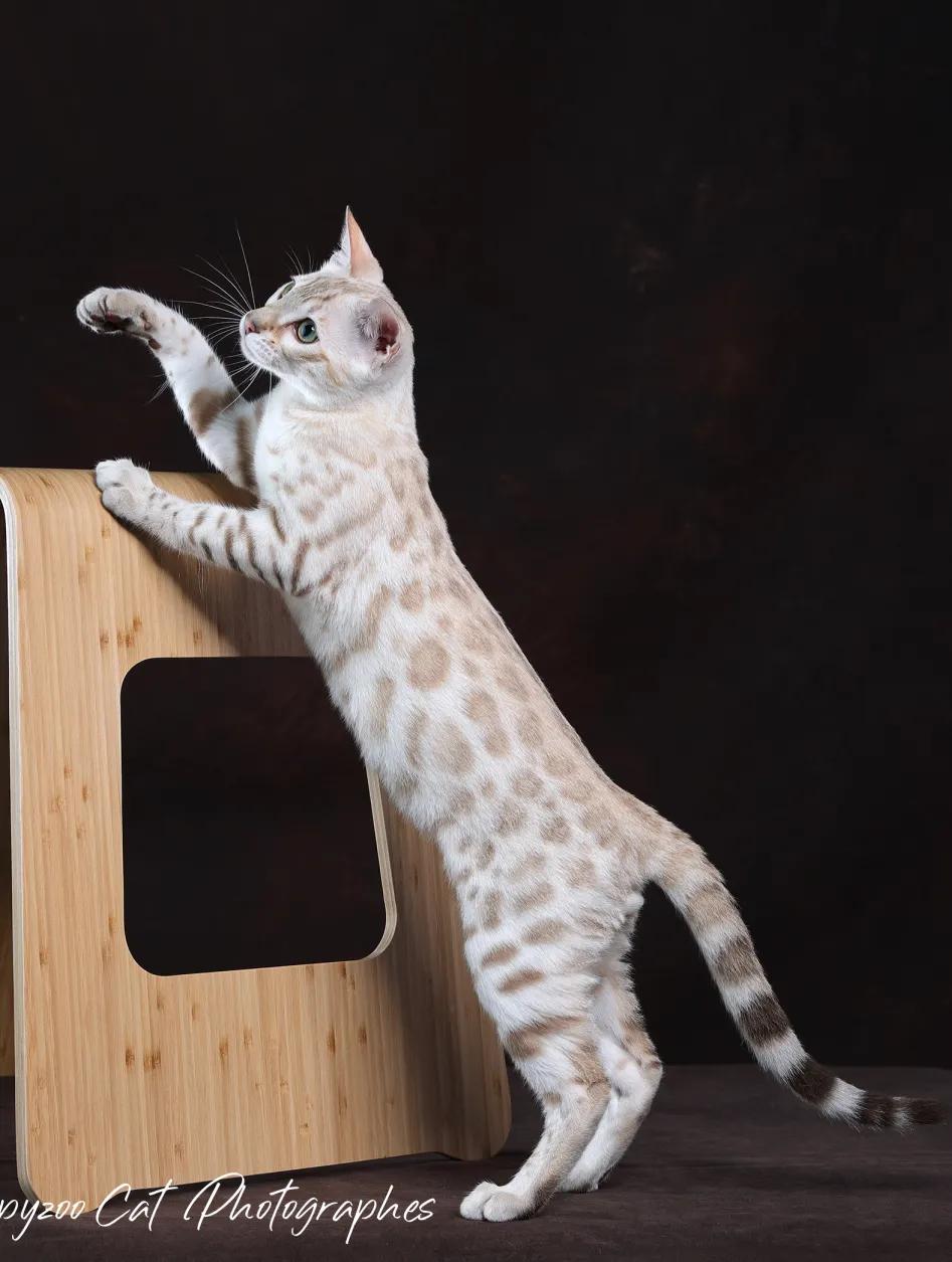 魔都这家商场撒钱啦！百万消费券每日上架即秒光