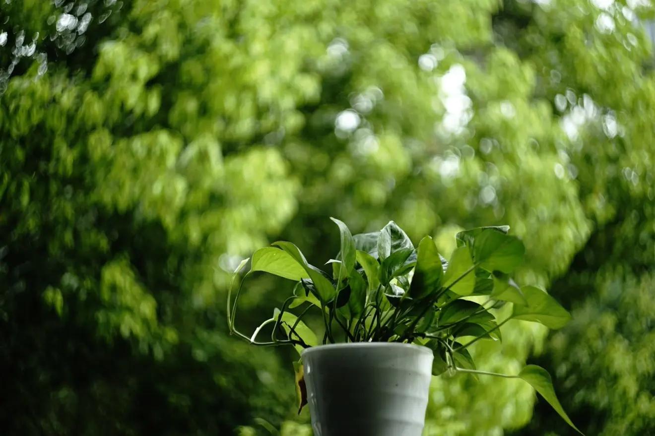 是谁发明了彩色相机,康泰时相机发展史