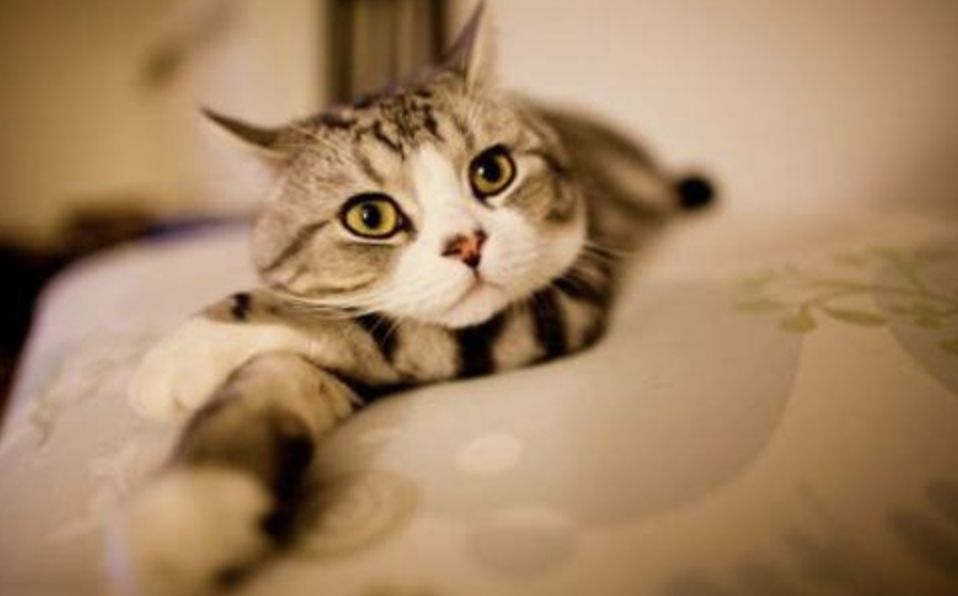 三十种不能吃的小食品,不能喂猫的食物