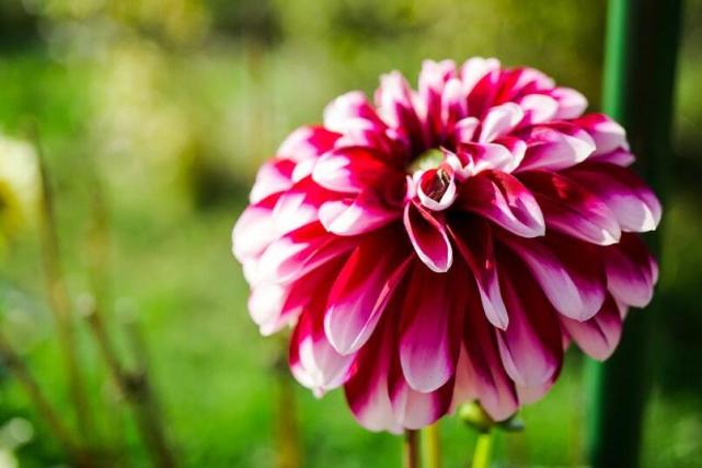 双鱼女无法抗拒的类型,12星座女让男人无法抗拒的魅力