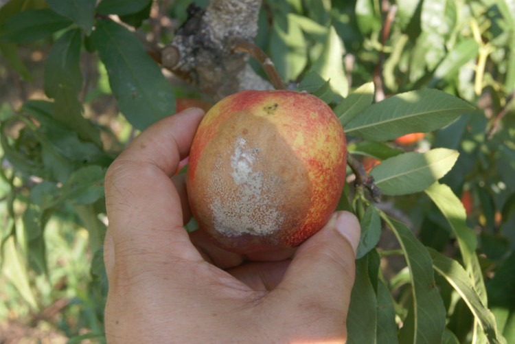 桃褐锈病的防治方法,桃褐斑病的正确识别和防治