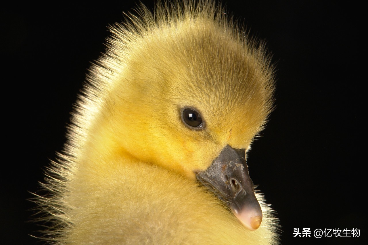 鸭子啄毛怎么治疗最好,鸭子啄羽最佳治疗方法