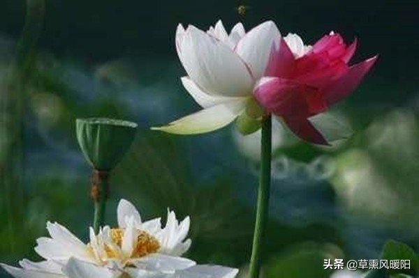 红尘浅遇，淡写陌上花开；回眸一笑，散了似水流年