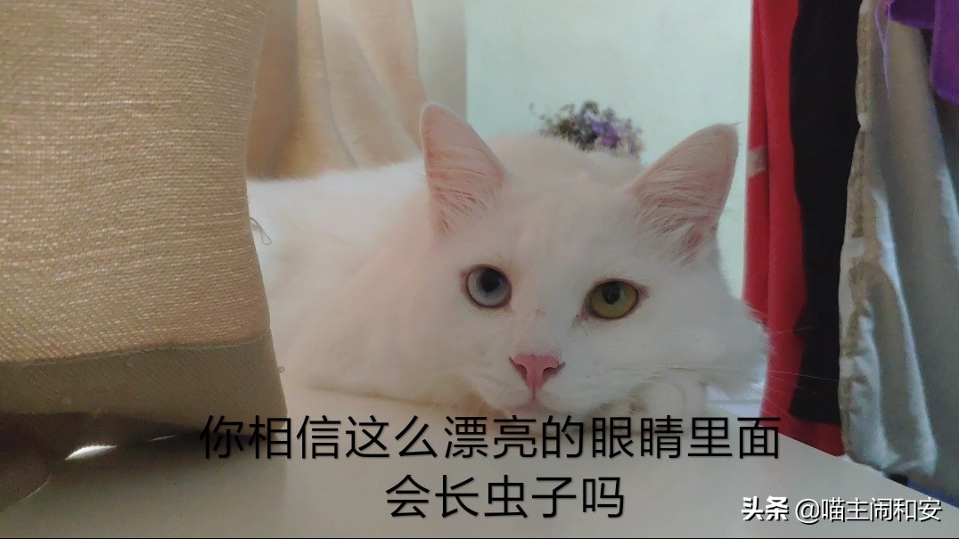 猫眼睛红肿流眼屎用什么药,猫眼睛里有红血丝眼屎多