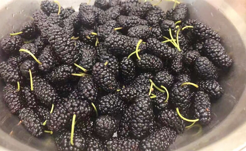 桑葚泡水时漂浮的杂质是什么,吃桑葚用水洗吗