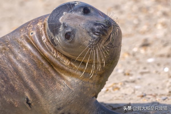野生海豹不怕人,野生海豹保护