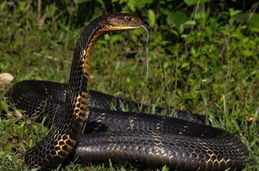 陆栖毒蛇毒性排行,毒蛇毒性分类