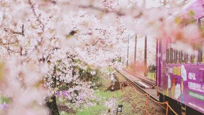 樱花盛开的季节真好看,日本最美樱花大赏