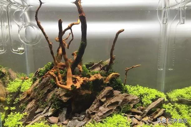 沉木杜鹃根有什么区别？不少鱼友总买错沉木，收藏起来以后避坑